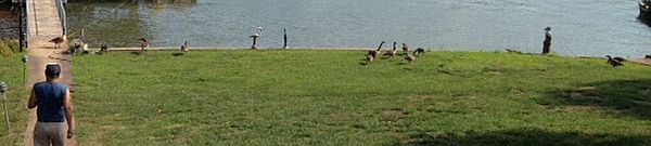 geese under attack
